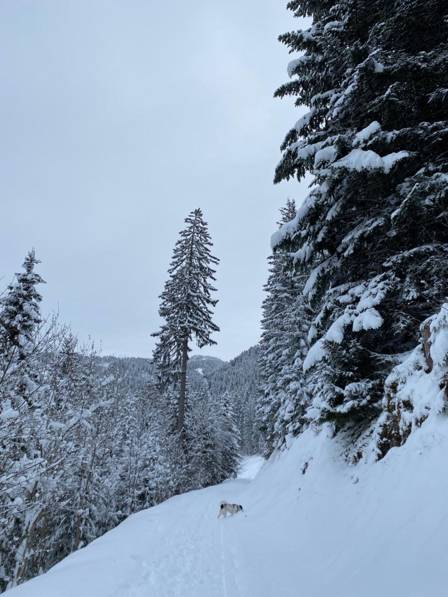 Le Roitelet Hotel Châtel Kültér fotó